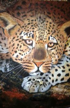 "A Leopard's Glare"