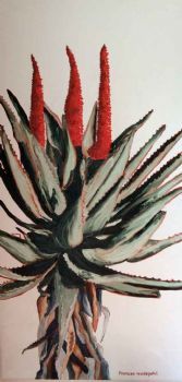 "Tall Aloe 2"