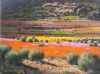"Namaqua Landscape in Full Bloom"