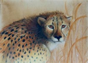 "Cheetah"