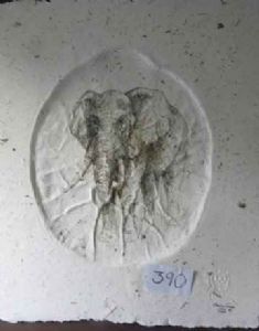 "Life Size Elephant Footprint 2 "